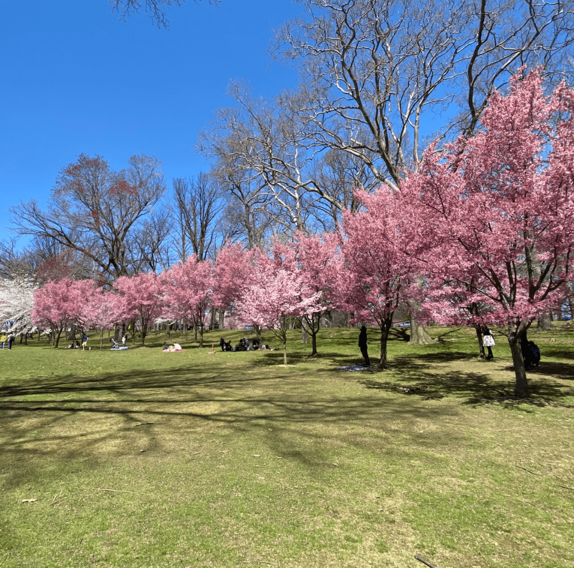 Branch Brook Park