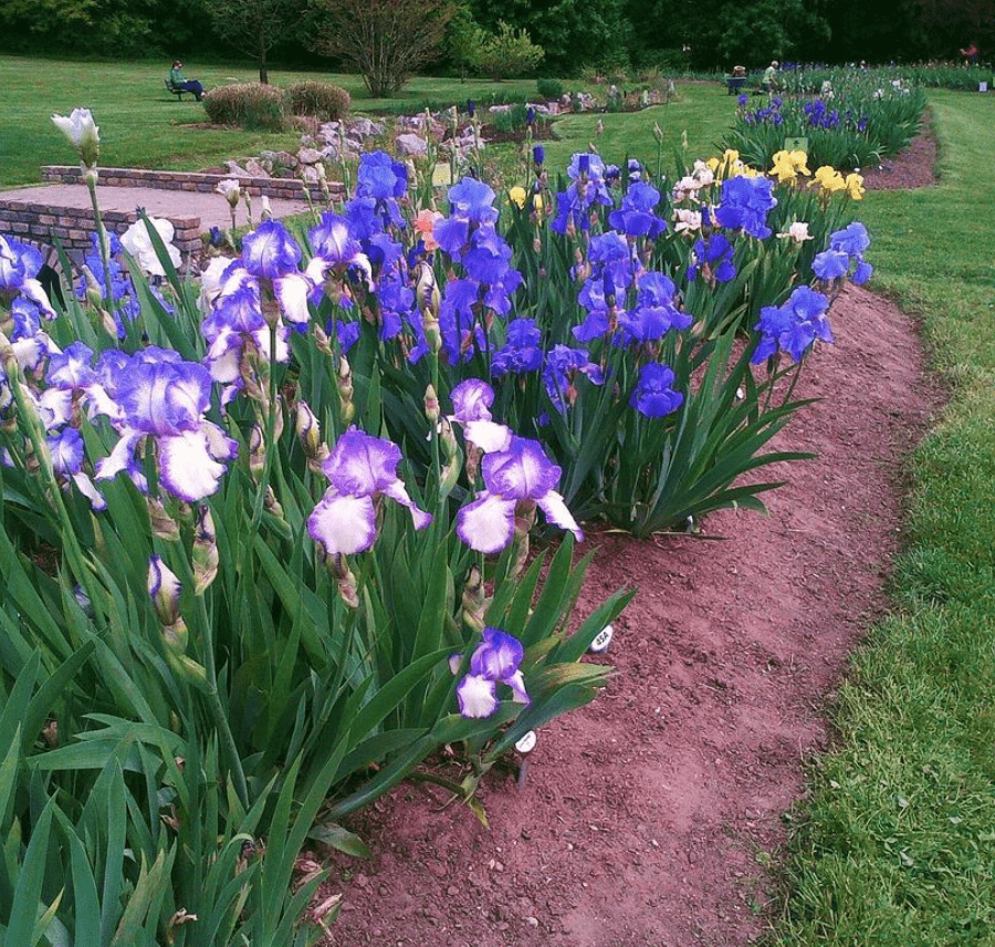 Presby Memorial Iris Gardens