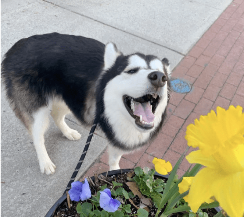 adoptable husky mix NJ