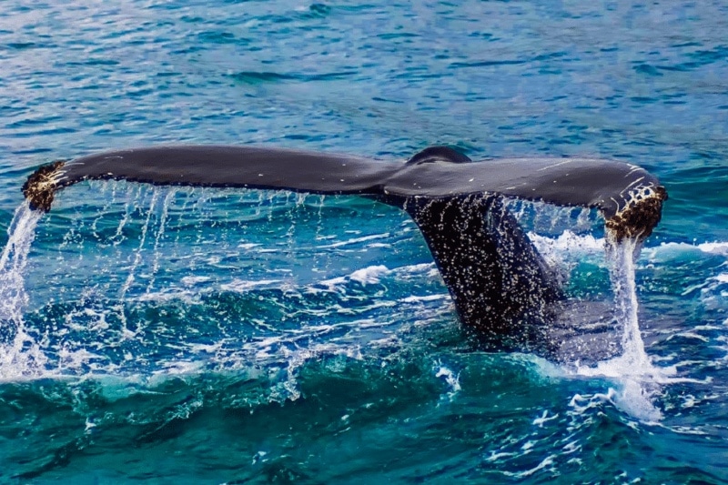 whale watching nj