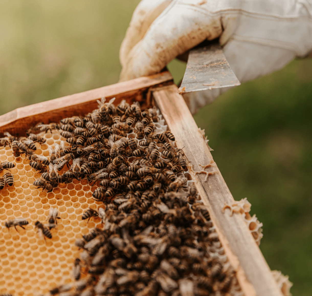 beekeeping