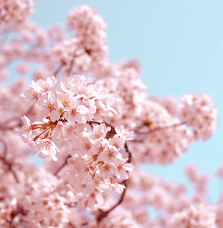 cherry blossom festival