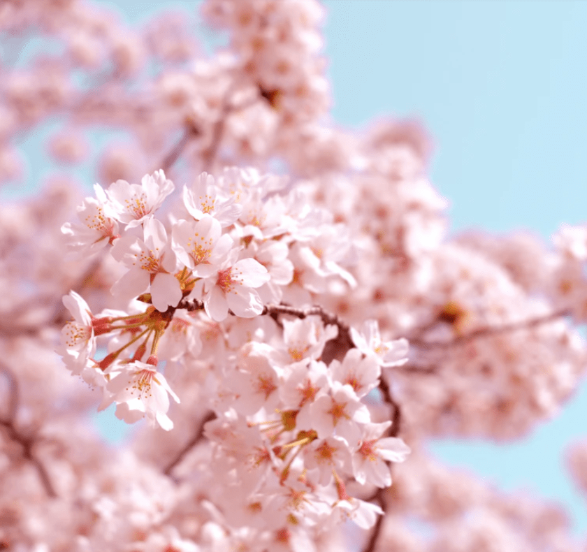 cherry blossom festival