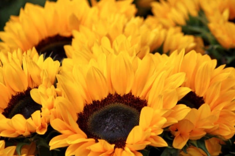 sunflower farms nj