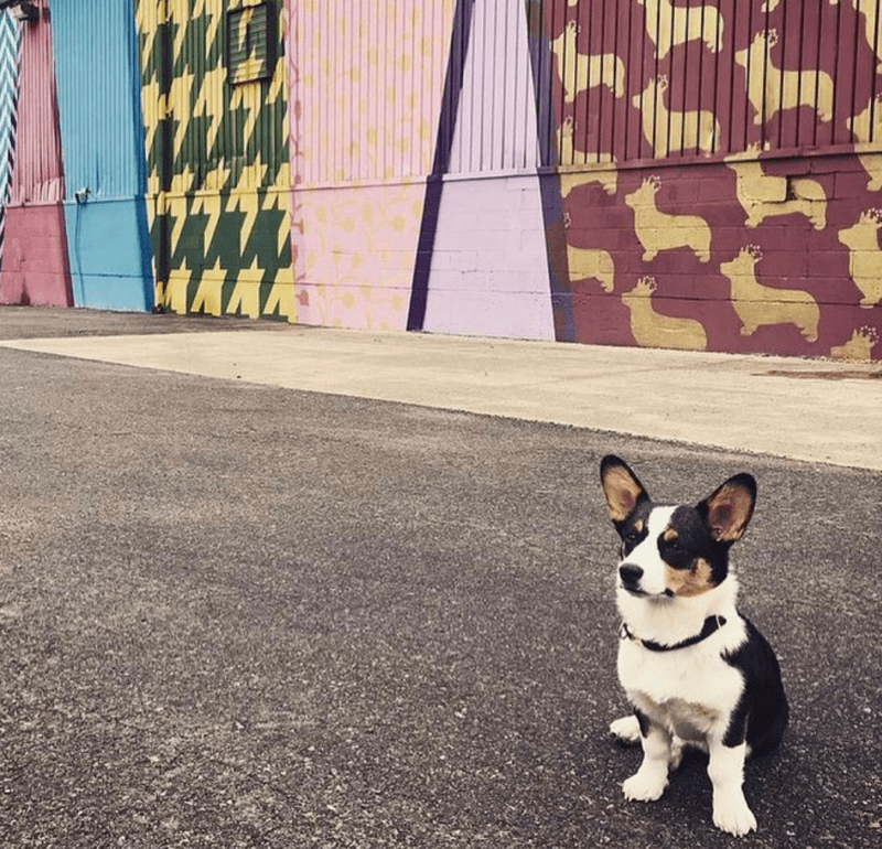 Corgi Spirits Distillery