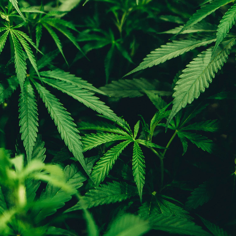 medical marijuana