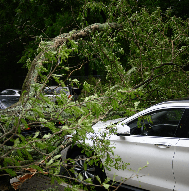 tree damage