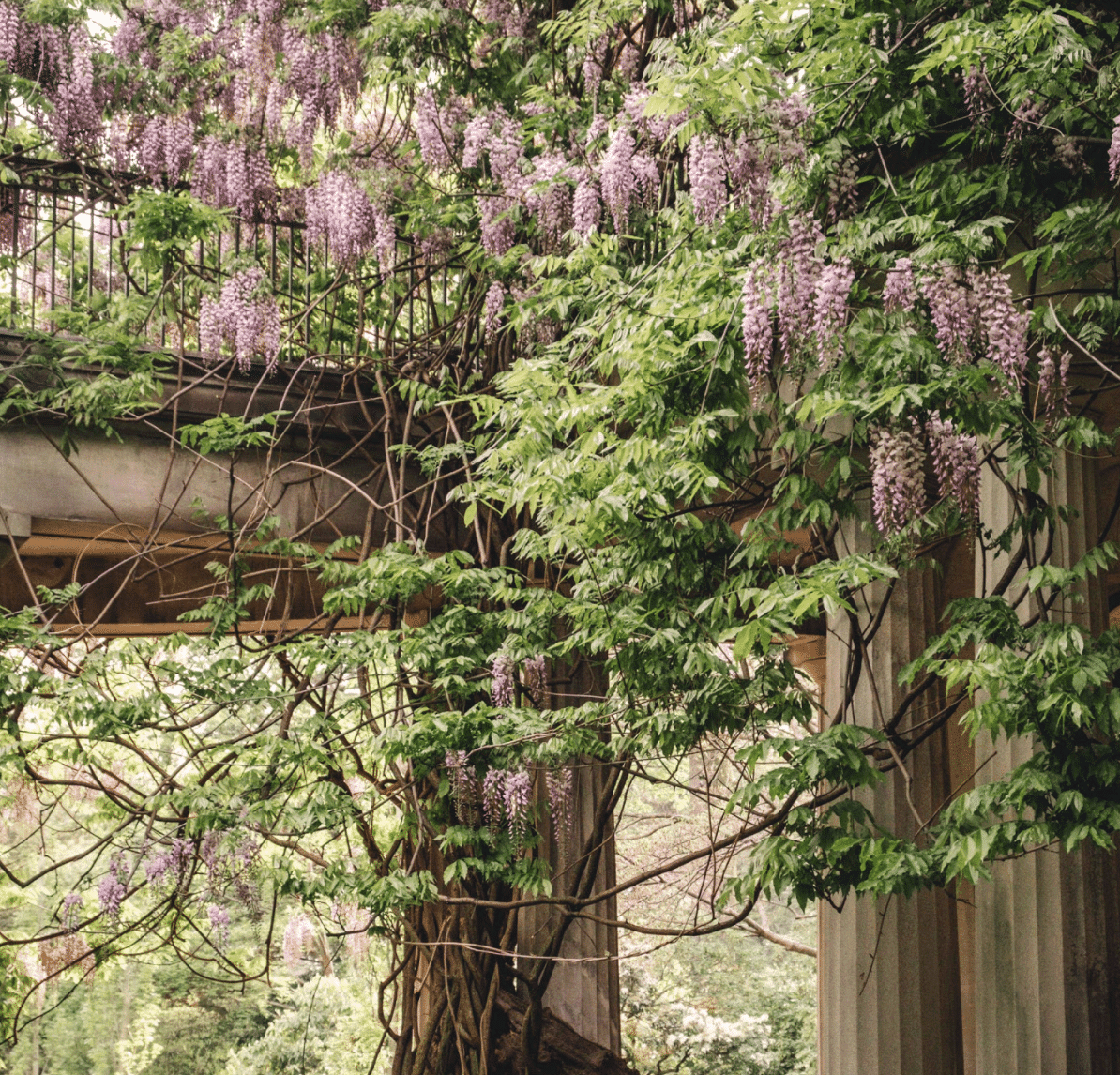 van vleck gardens