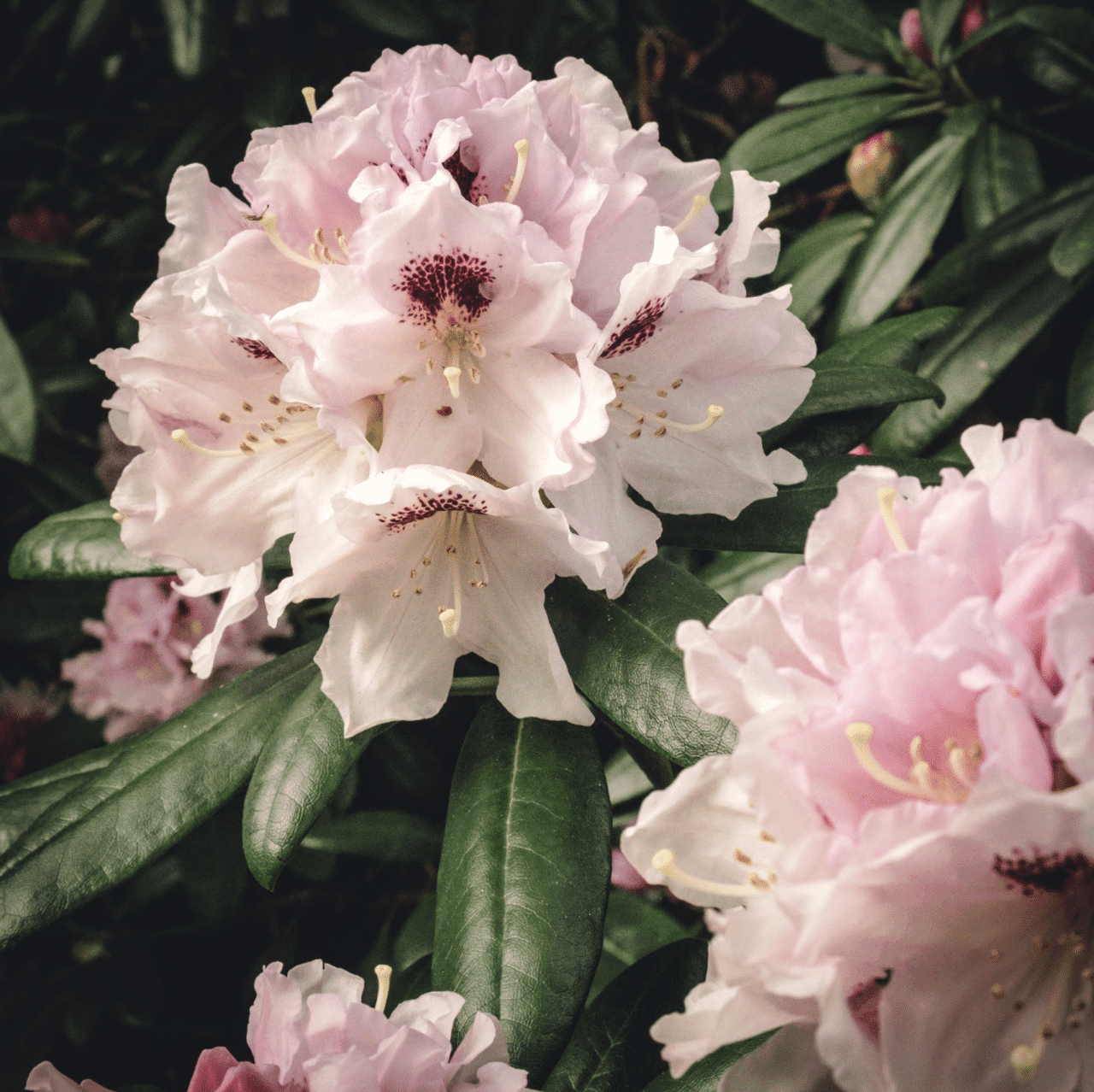 van vleck gardens