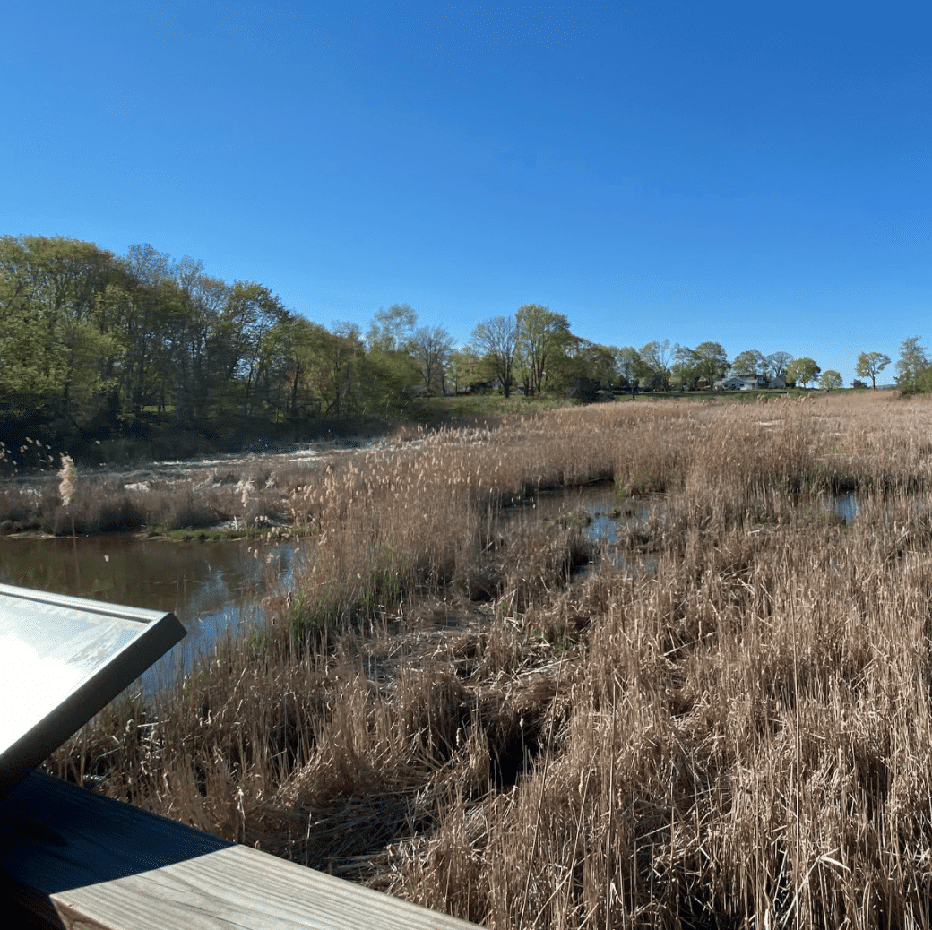 saybrook park