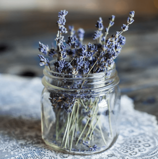 lavender farms