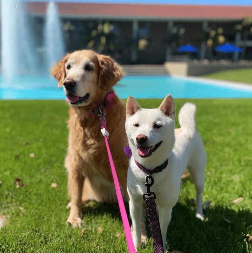 Happy Dog Paws