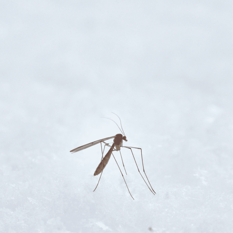 mosquito