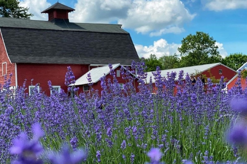 Hidden Springs Lavender Farm