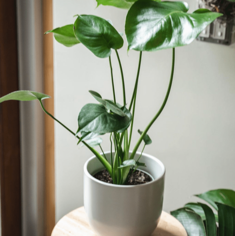 Terrace Plant Shop