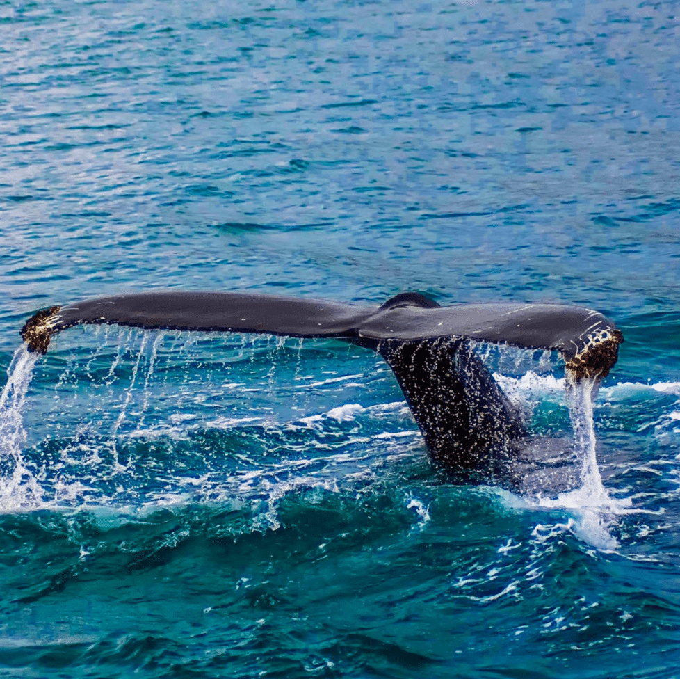 Whale Watching