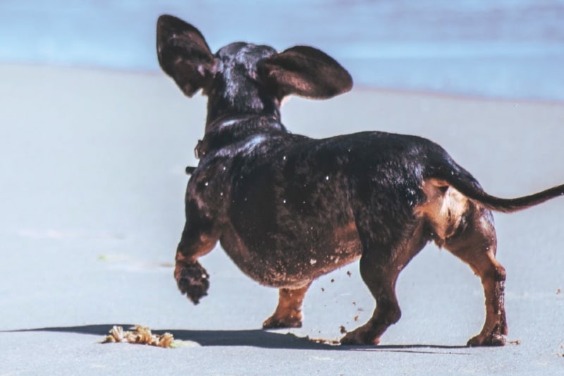 dog friendly beaches New Jersey