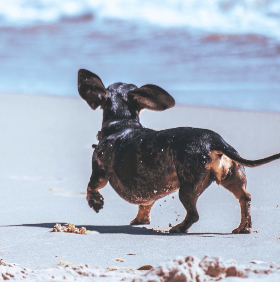 are beaches safe for dogs