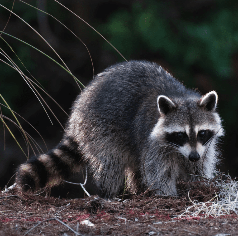 raccoon