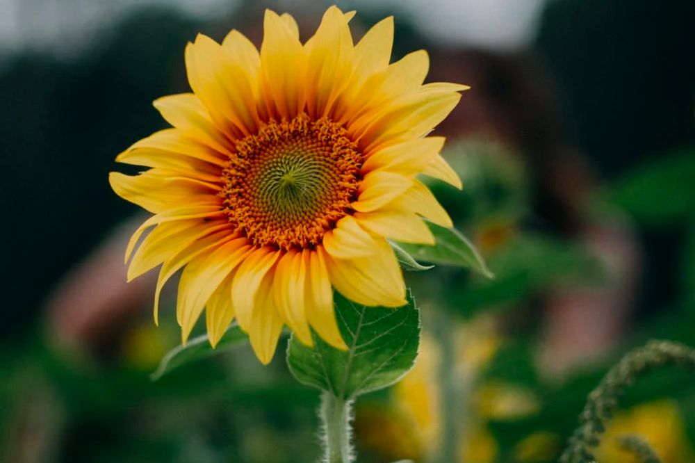 sunflower farms to visit in new jersey