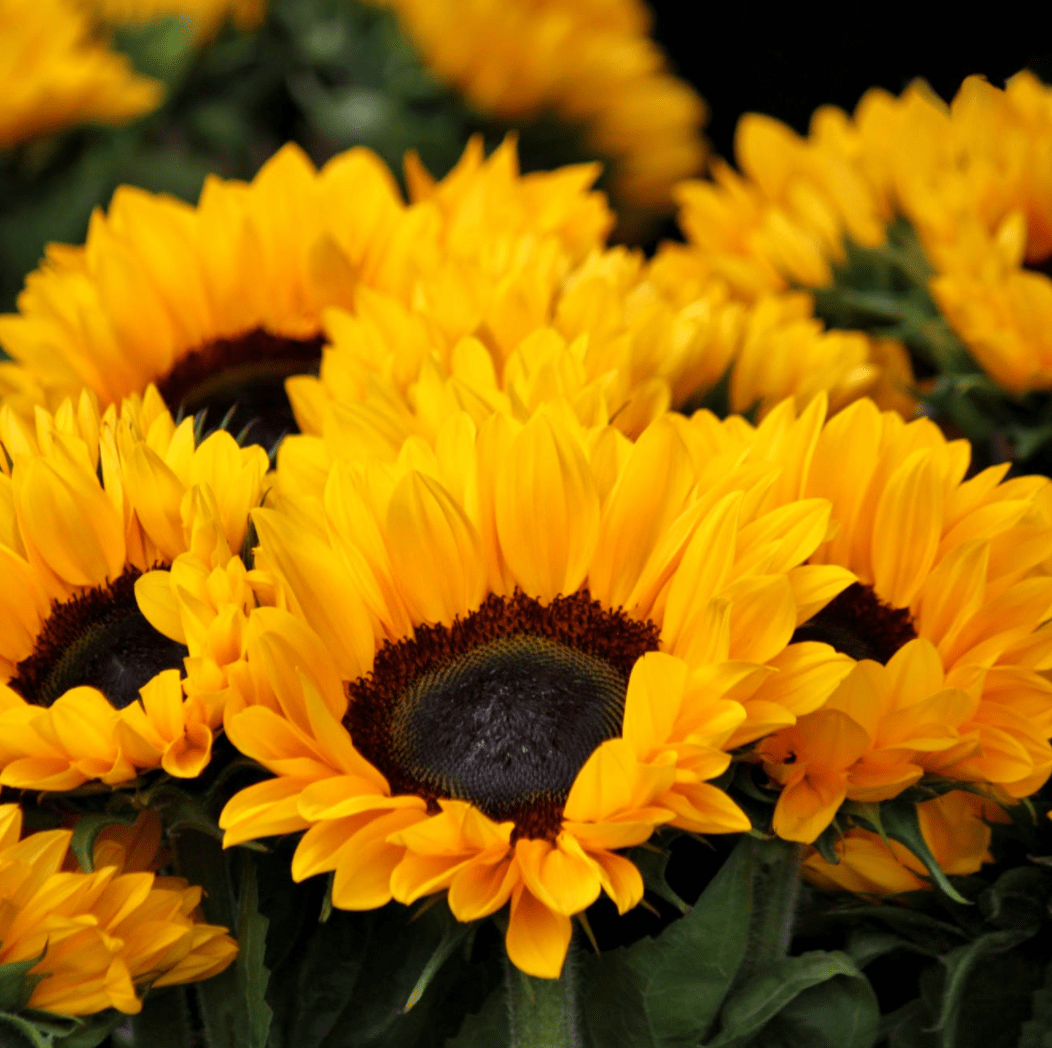 sunflower farms