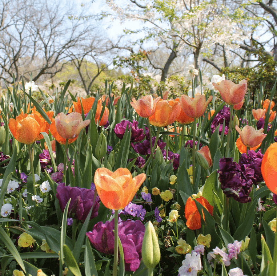 weston garden