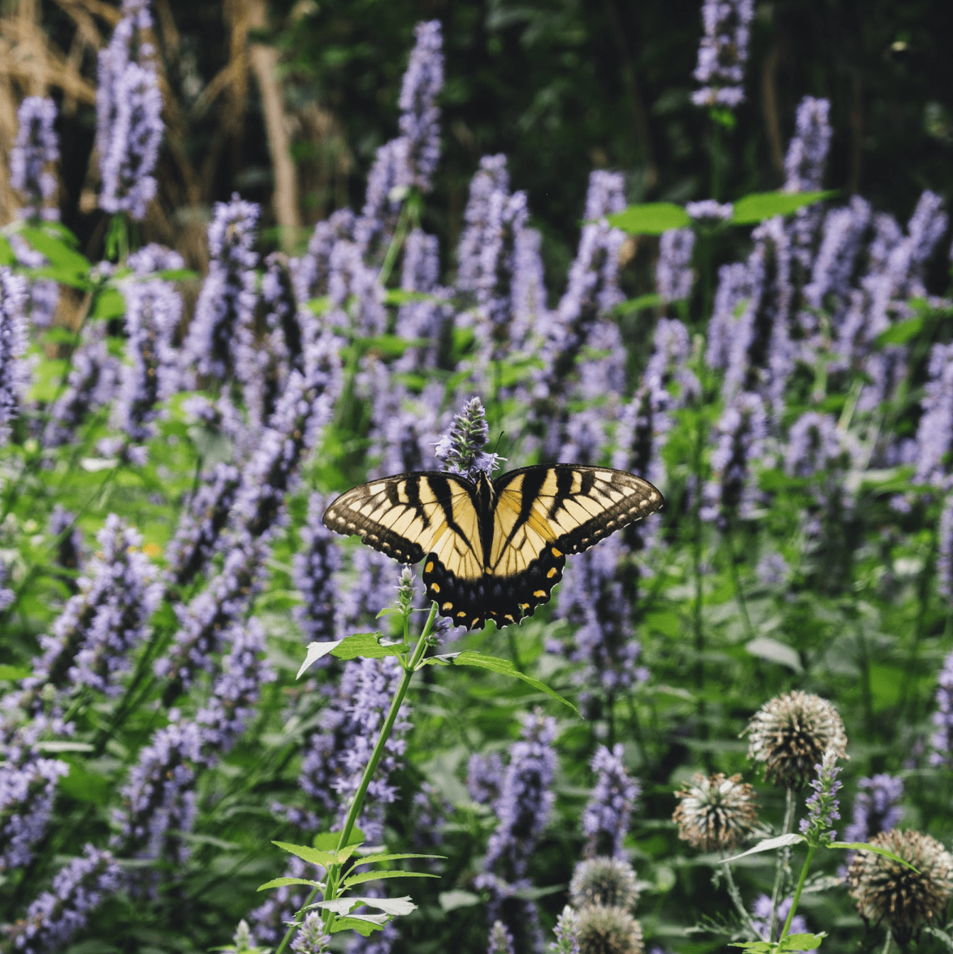 Greenwood Gardens