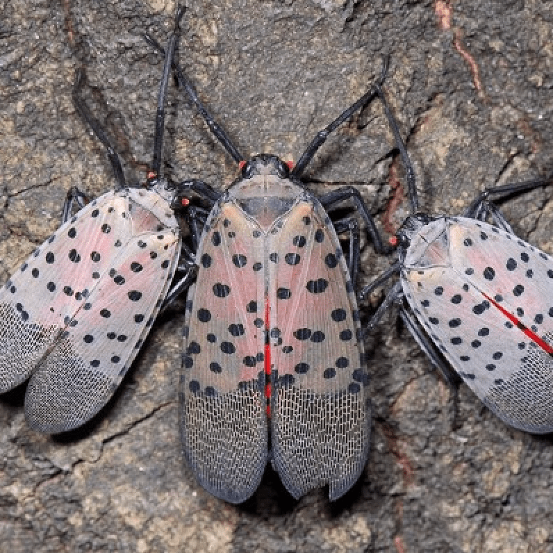 lanternfly bugs essex county