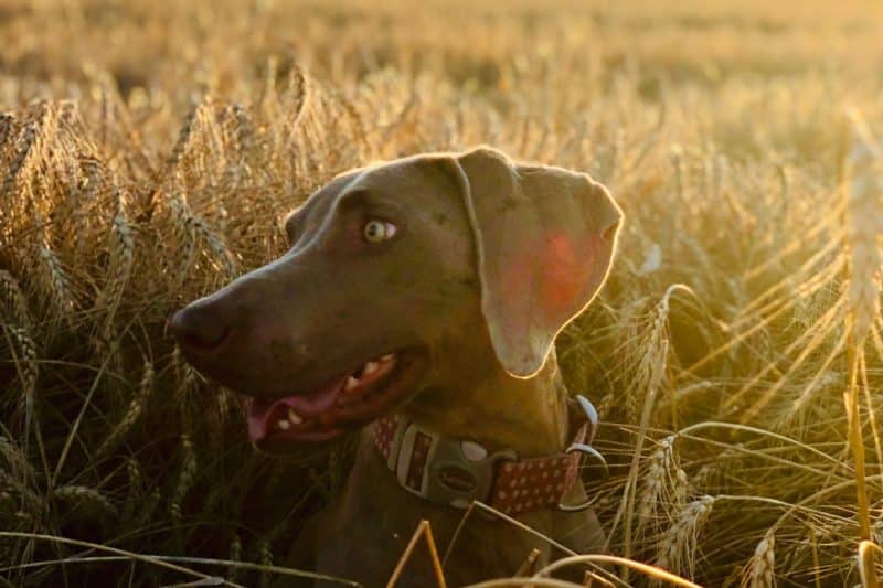 dog friendly farms new jersey