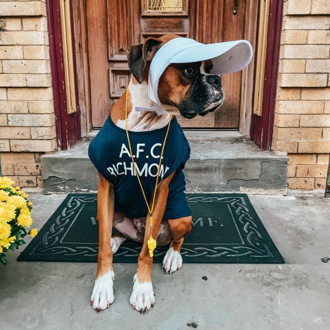 halloween dog costumes north jersey