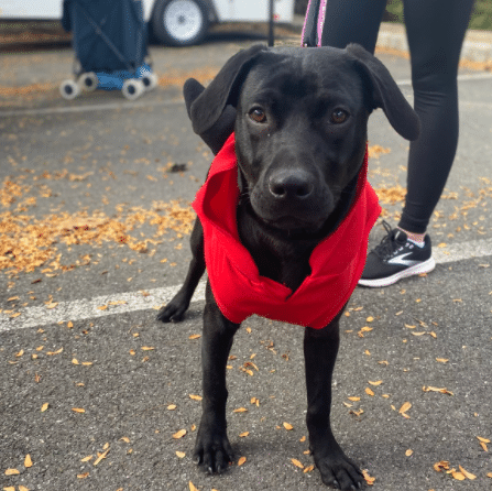 dog adoption montclair