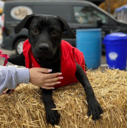 dog adoption montclair