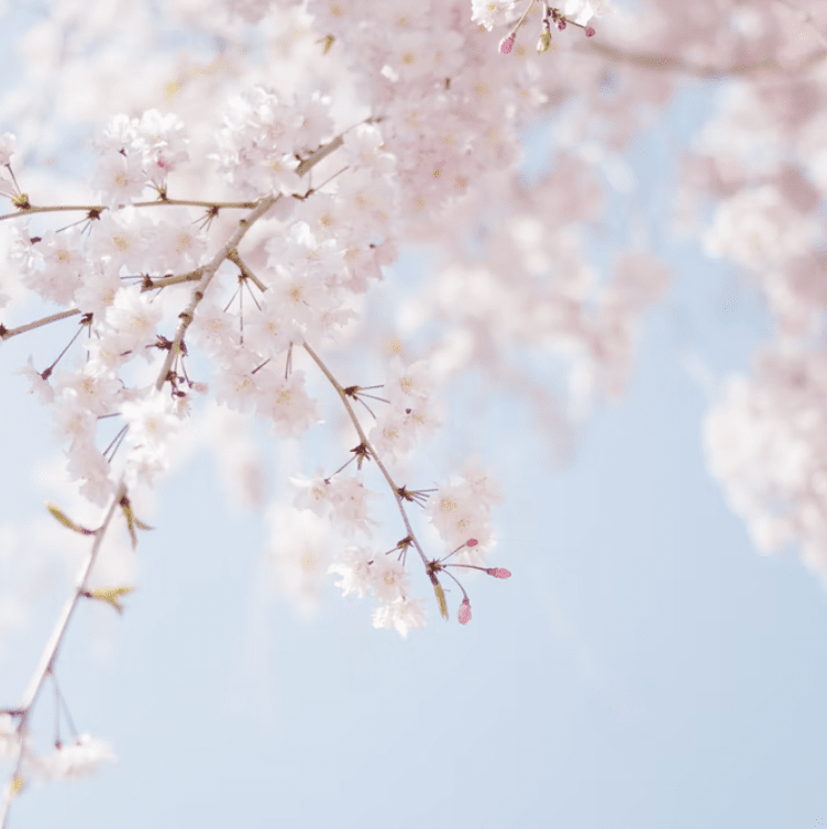 montclair cherry blossom