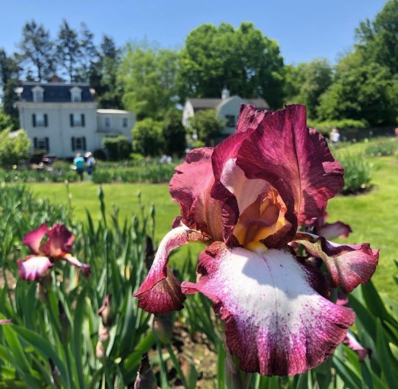 presby iris gardens montclair