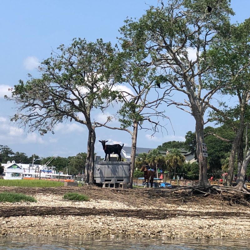 goat island Murrells inlet