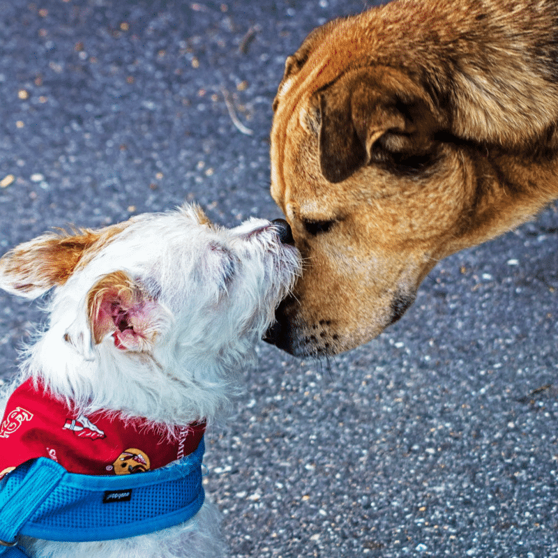 animal shelters volunteering north jersey