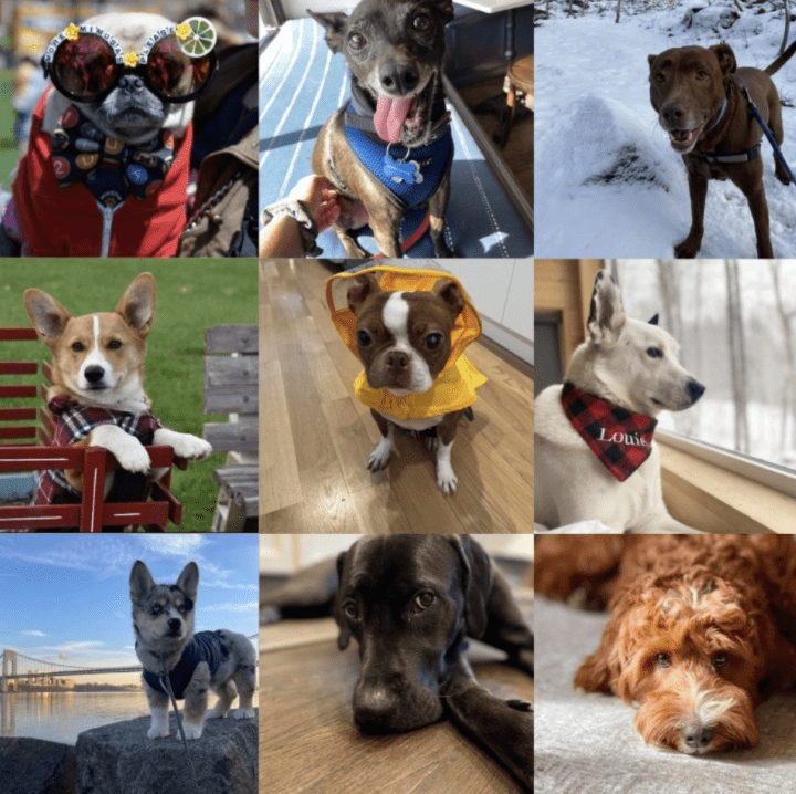 montclair puppy bowl