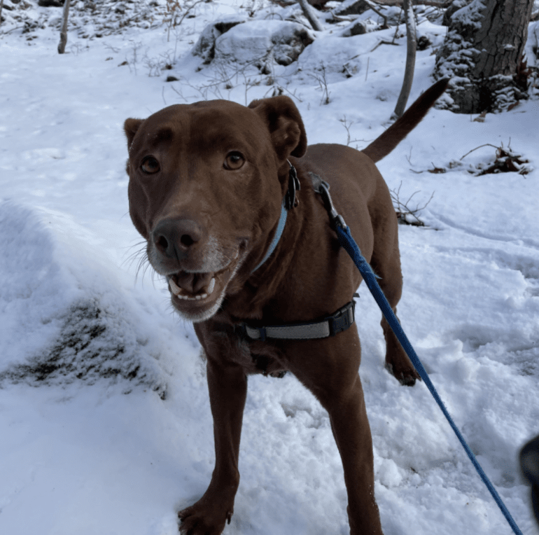 montclair girl puppy ruby