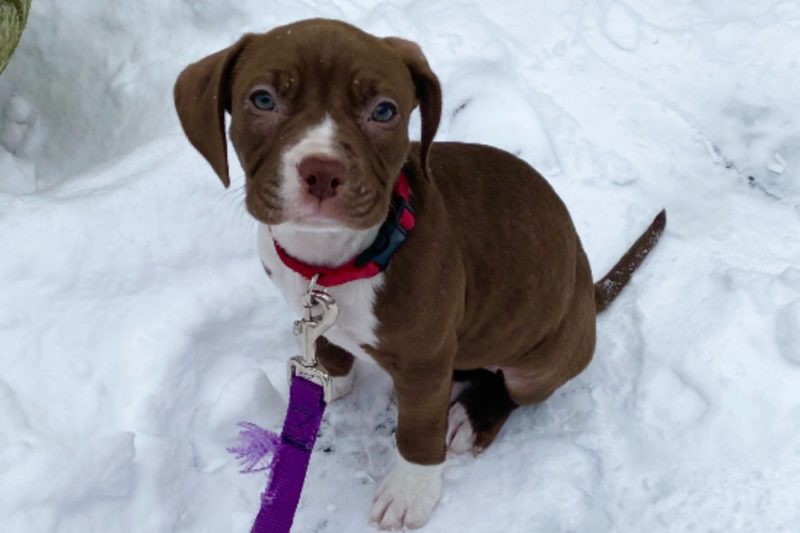 pitbull puppies wise animal rescue