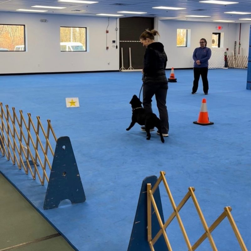 smart paws dog training montclair