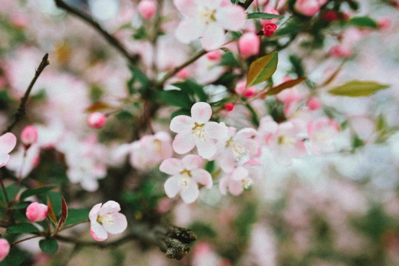 essex county cherry blossom festival branch brook park newark 2022
