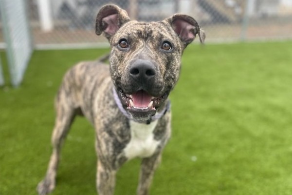 lucas dog adoption bloomfield animal shelter