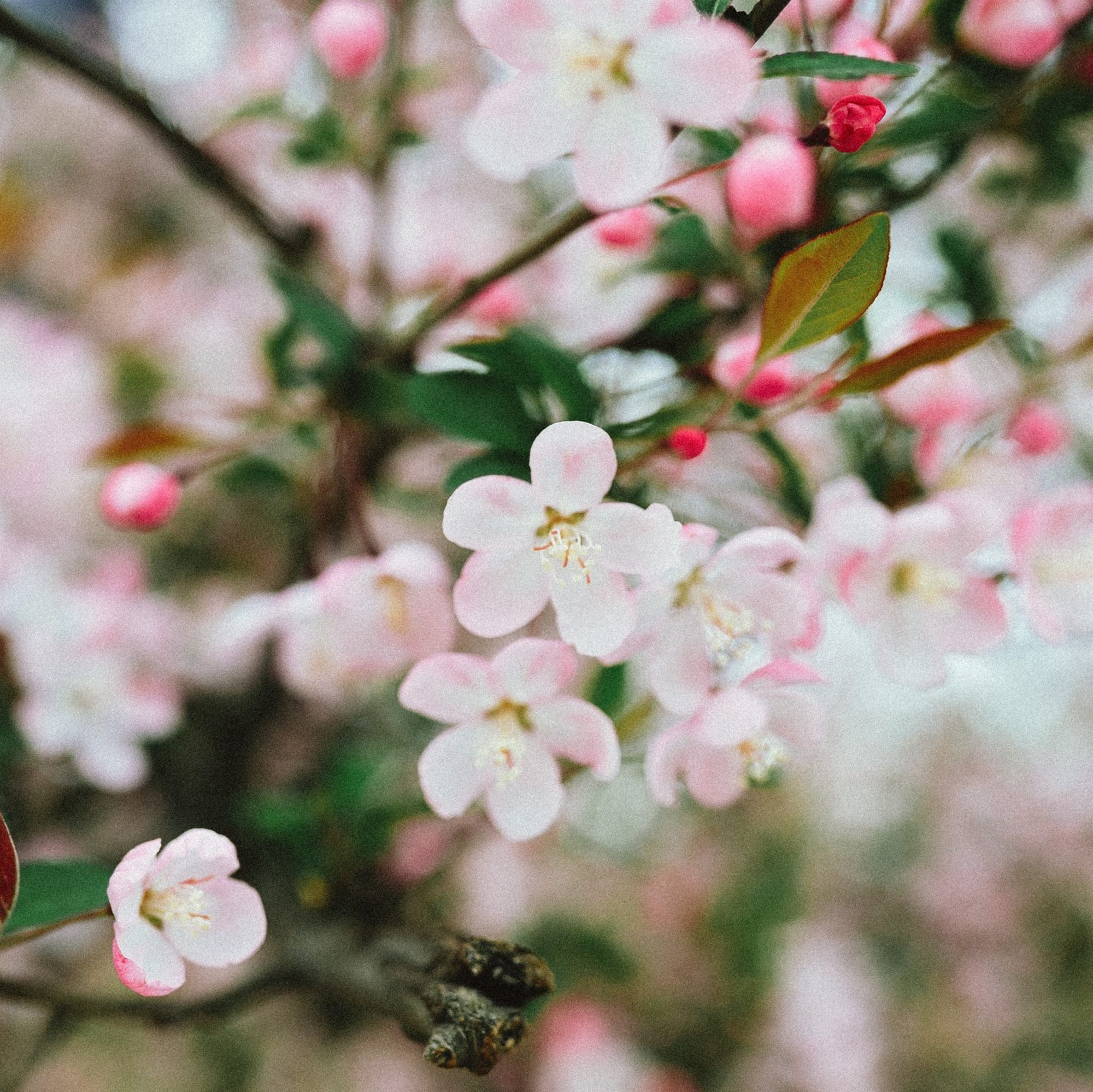 essex county cherry blossom festival 2022