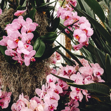 nybg orchid show