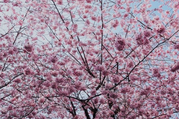 cherry blossoms north jersey