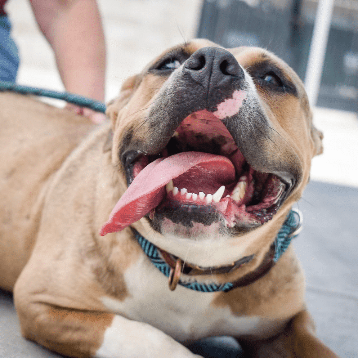 montclair animal control officer