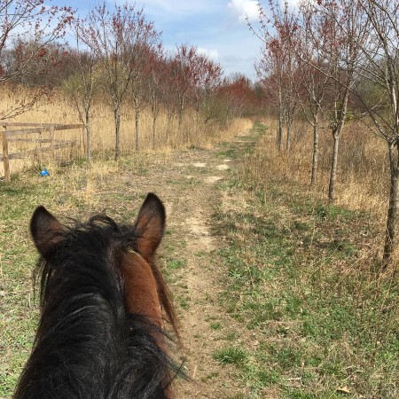 legacy riding stables