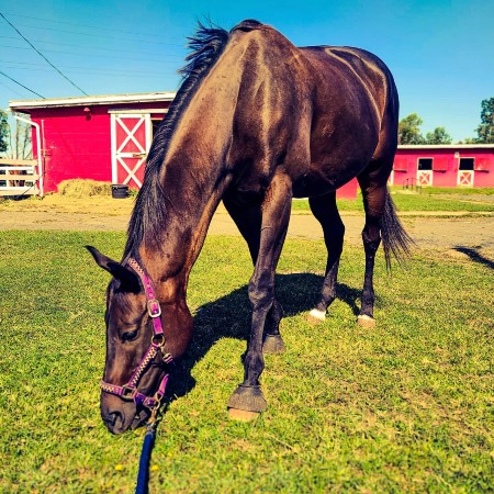 saddle ridge riding center