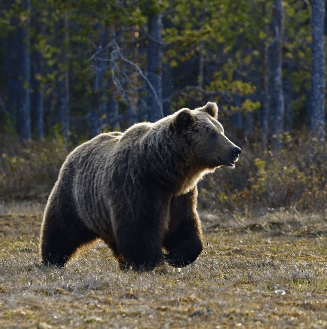 bear montclair