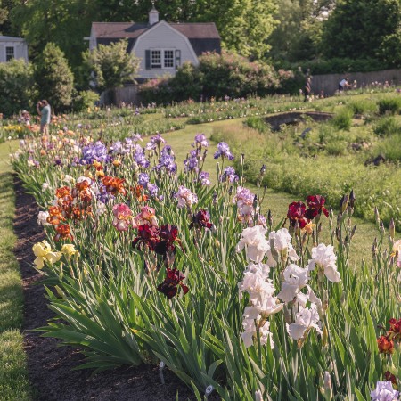 presby iris gardens montclair